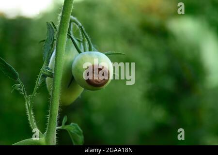 Tomatenerkrankung. Blütenendfäule. Zwei grüne Tomaten sind auf dem Ast faul. Nahaufnahme. Ernteprobleme. Verschwommener landwirtschaftlicher Hintergrund Stockfoto