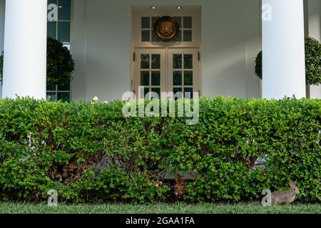 Washington, Usa. Juli 2021. Ein Hase verweilt vor dem Westflügel des Weißen Hauses am 29. Juli 2021 in Washington DC. Foto von Ken Cedeno/Sipa USA Credit: SIPA USA/Alamy Live News Stockfoto