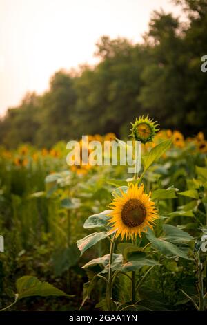 Sonnenblumen im McKee Beshers Wildlife Management Area, Maryland. Stockfoto