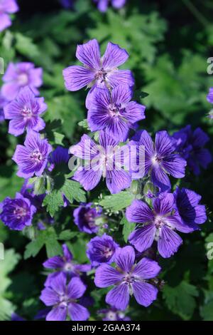 Eine wunderschöne wilde Geranienpflanze glüht mit einem Haufen leuchtender, violetter Blüten Stockfoto