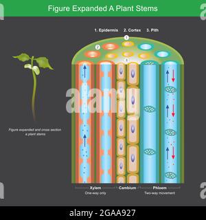Abbildung Expanded A Plant Stems. Abbildung erweitert für Explain a Pflanzen transportieren Nährstoff und Wasser in Stängeln. Abbildung. Stock Vektor