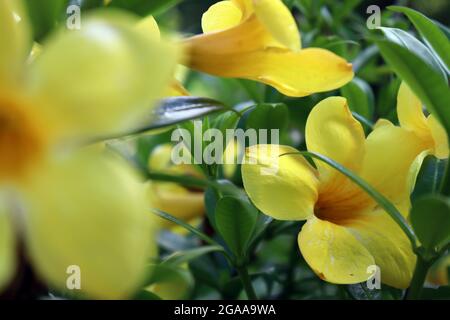 Nahaufnahme der gelben Blume Stockfoto
