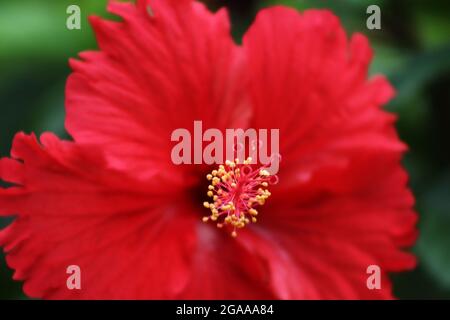 Rote Hibiskusblüte mit Pollen Stockfoto