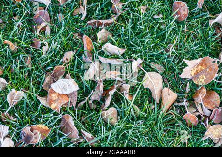 Abgefallene und zersetzende Ahornblätter, bedeckt mit Frost auf grünem Rasen Stockfoto