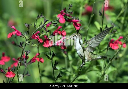 Nahaufnahme von rubinkehligen Kolibris, die mit Flügeln nach oben ragen und sich im Sommer von Cherry Chief Sage Blumen im kanadischen Garten ernähren. S Stockfoto