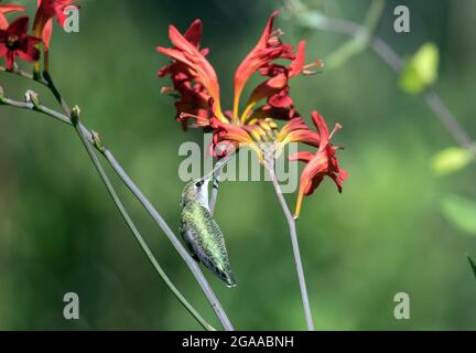 Nahaufnahme eines winzigen, rubinkehligen Kolibris, der auf Nektar von einer roten Crocosmia-Blume in einem Quebec-Garten in Kanada thront und sich ernährt. Wissenschaftlicher Name davon. Stockfoto