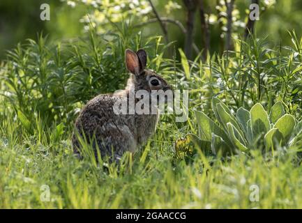 Nahaufnahme von Cottontail Rabbit auf einem Grasfeld in Quebec, Kanada Stockfoto