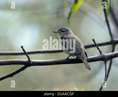 Nahaufnahme von Warbling Vireo auf einem grünen Zweig während der Frühjahrswanderung, Quebec, Kanada. Der wissenschaftliche Name dieses Vogels ist Vireo gilvus. Stockfoto