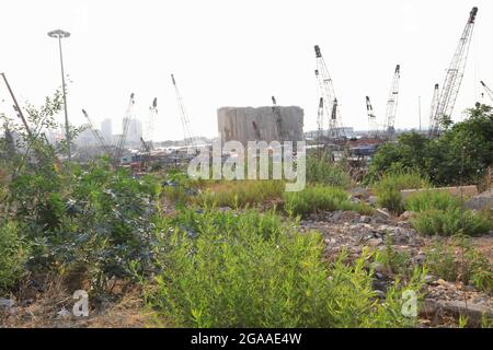 Beirut. Juli 2021. Das am 29. Juli 2021 aufgenommene Foto zeigt das Unkraut, das in der Nähe des Hafens von Beirut im Libanon wächst. Im Libanon jährt sich die verheerende Explosion im Hafen von Beirut zum 1. Mal zum Jahrestag, bei der Hunderttausende Menschen ihre Häuser und ihr Eigentum verloren, etwa 200 Familien Angehörige verloren und mehr als 6,000 Menschen verletzt wurden. Quelle: Liu Zongya/Xinhua/Alamy Live News Stockfoto