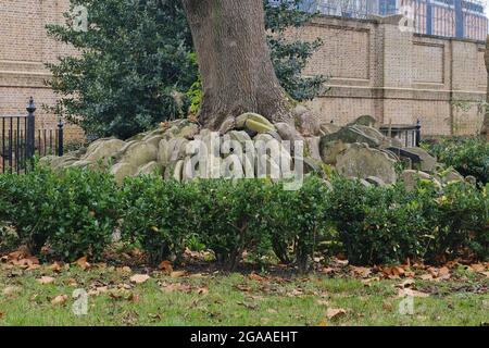 „The Hardy Tree“ auf dem Friedhof der alten Kirche von St. Pancras. Grabsteine wurden verschoben, um Platz für eine Eisenbahn zu machen und um einen Aschenbaum gruppiert. Stockfoto