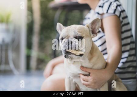 Flacher Fokus einer französischen Bulldogge, die von ihrem Besitzer gehalten wird, während er vor einem verschwommenen Hintergrund isst Stockfoto