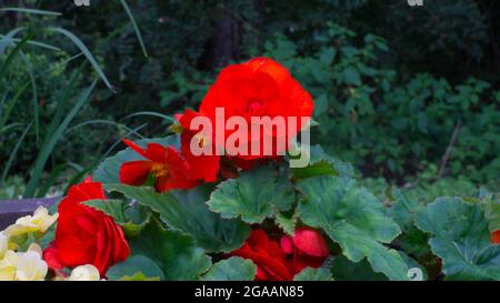Verschiedene rote Blumen in der Wildnis Stockfoto