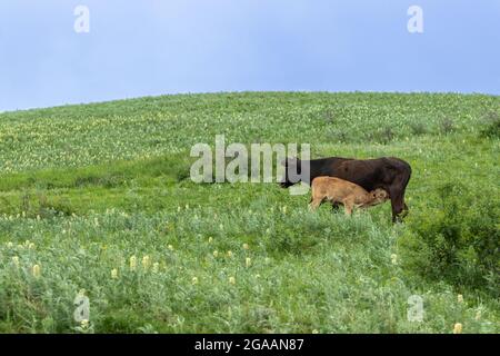 Ein Kalb trinkt Milch vom Euter seiner Mutterkuh. Im Hintergrund ist ein blauer Himmel zu sehen Stockfoto