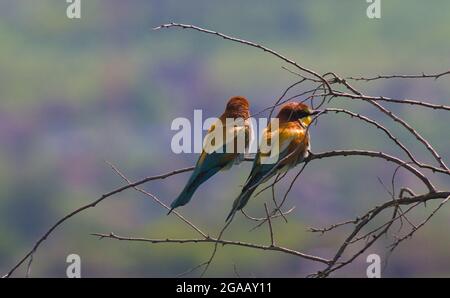 Zwei europäische Bienenfresser auf einem Baum. Aufnahme von Wildtieren. Europäischer Bienenfresser in seinem natürlichen Lebensraum. Nahaufnahme. Stockfoto