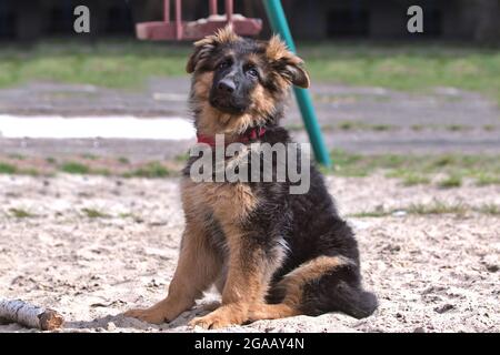 Reinrassige Schäferhund Rasse. Deutscher Schäferhund für einen Spaziergang im Park. Das Alter des Hundes beträgt 3.5 Monate. Charmanter Vollblut-Junghund. Stockfoto