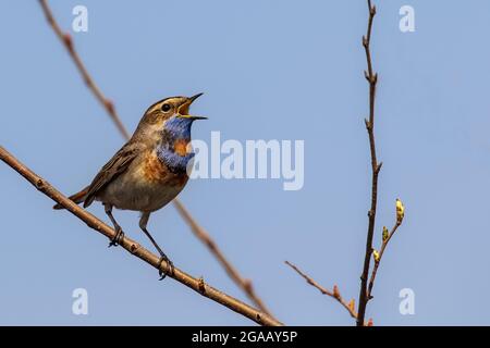 Männlicher Blaukehlchen. luscinia svecica sitzt auf einem Ast. Wildtiere. Unscharfer Hintergrund. Nahaufnahme. Kiew. Ukraine. Stockfoto