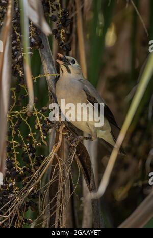 Wattled Starling - Creatophora cinerea, speziell gefärbte Sterne aus afrikanischen Wäldern und Gärten, See Ziway, Äthiopien. Stockfoto