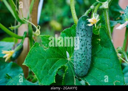 Gurken in einem Gartengewächshaus anbauen. Stockfoto