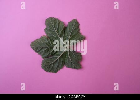 Nahaufnahme des Blattes der Okra-Pflanze Stockfoto