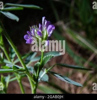 Nahaufnahme von Alfalfa-Pflanzenblumen Stockfoto