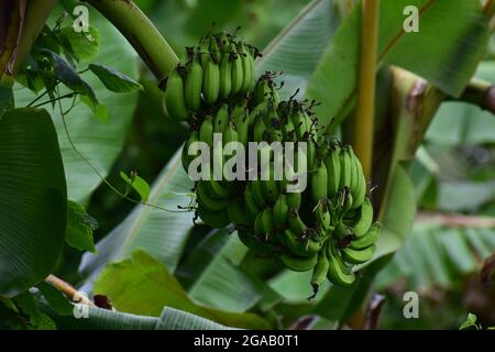 Frische grüne Banane Cluster auf dem Baum, frische grüne junge Banane auf dem Baum, frische Landwirtschaft Farm mit Bio-grünen Früchten Stockfoto