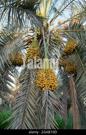 Foto von Früchten Datteln Palme Stockfoto