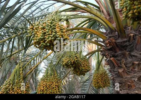 Foto von Früchten Datteln Palme Stockfoto