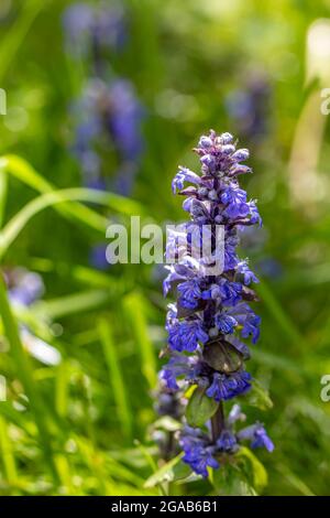 Ajuga reptans blühen auf dem Feld, Makro Stockfoto