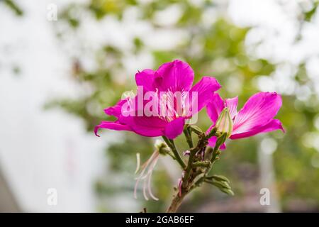 Purpurea violett, Bauhinia Purpurea blüht auf grünem Bokeh Hintergrund Stockfoto