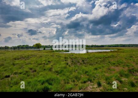 Luftaufnahme eines Grasfeldes mit Schilf. Ein See im Wald. Foto von einer Drohne von oben in der niederländischen Naturlandschaft. Beeindruckender Himmel. Stockfoto