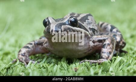 Ein Frosch sitzt auf dem Boden Stockfoto