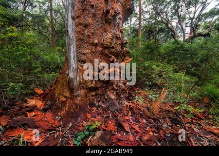 Rote Rinde auf einem Baum im Wald Stockfoto