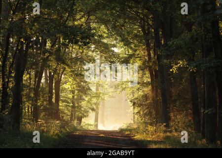 Eichen, die von der aufgehenden Sonne in einem nebligen Wald beleuchtet werden Stockfoto