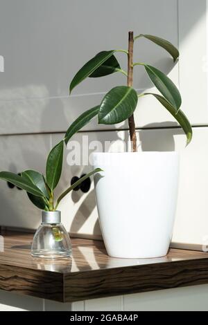 ficus-Stecklinge. Topfpflanzen züchten. Ficus elastica. Stockfoto
