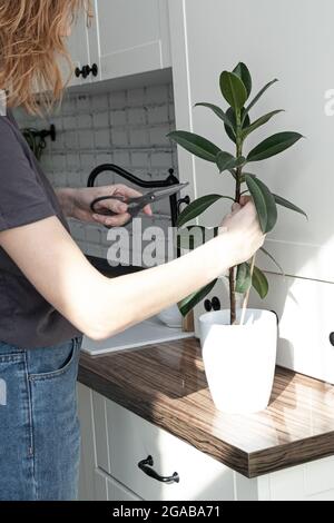 ficus-Stecklinge. Topfpflanzen züchten. Ficus elastica. Stockfoto