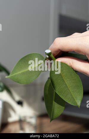 ficus-Stecklinge. Topfpflanzen züchten. Ficus elastica. Stockfoto