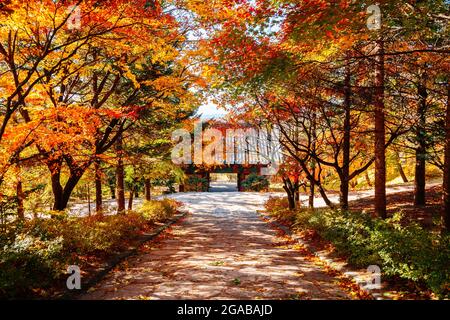 Herbst des Buseoksa-Tempels in Yeongju, Korea Stockfoto