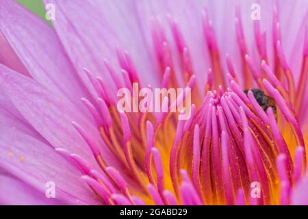 Gelber Pollen von rosa Lotusblüten über die Natur Stockfoto