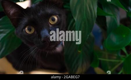 Eine schwarze Katze mit blauem Kragen und gelben Augen sitzt vor einer Friedenslilie Stockfoto