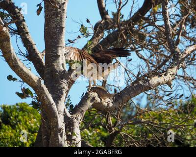 Ein östlicher Fischadler oder Fischfalke in einem Baum mit einem Fisch, den er am Strand gefangen hat, Flügel erhoben, ihn mit scharfen Krallen angreift, isst, Greifvögel Stockfoto