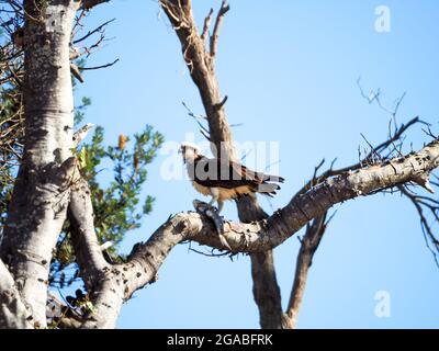 Ein Vogel und seine Beute, Ostatler Fischadler oder Fischfalke in einem Baum mit einem Fisch, den er gerade gefangen hat, bereit zum Essen. Geraffte, nasse Federn. Australien Stockfoto