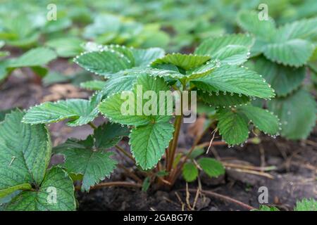 Junge Erdbeerpflanze im Boden. Pflanzen im Garten anbauen. Erdbeerpflanzen in einem Frühlingsgarten. Blätter im Morgentau. Stockfoto