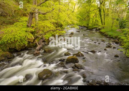 Buchen und Blauwalde am Ufer des Flusses Afon Dwyfor bei Llanystumdwy Wales. Stockfoto