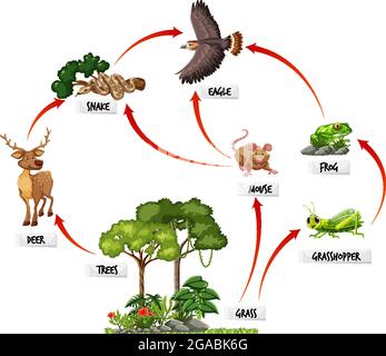 Diagramm mit Nahrungsnetz in der Regenwald-Illustration Stock Vektor