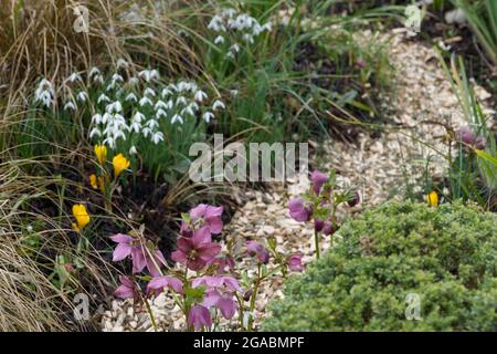 Winterblumen, Krokusschneeflocken und rosa Hellebun in einer Gartenanlage im Februar Stockfoto