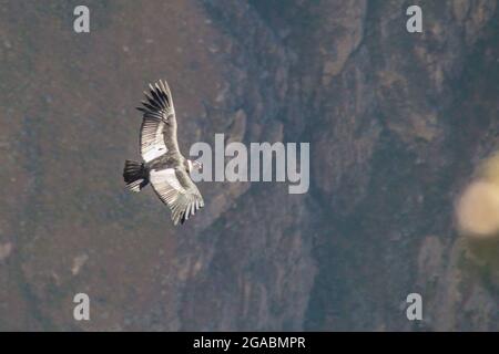 Andenkondor (Vultur gryphus) im Colca Canyon, Peru Stockfoto