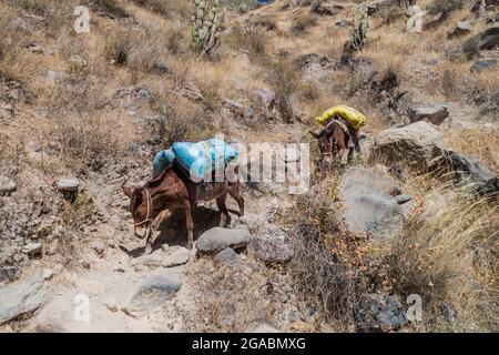 Esel sind das einzige Transportmittel im Colca Canyon, Peru Stockfoto