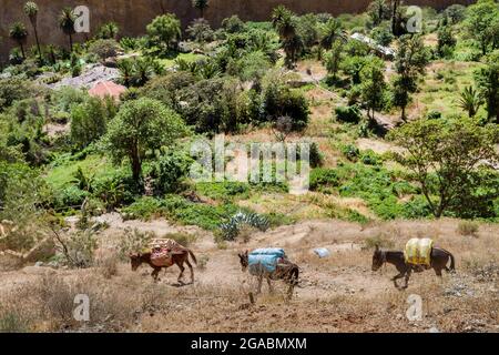 Esel sind das einzige Transportmittel im Colca Canyon, Peru. Diese transportieren Lieferungen nach theo Oasis Sangalle. Stockfoto