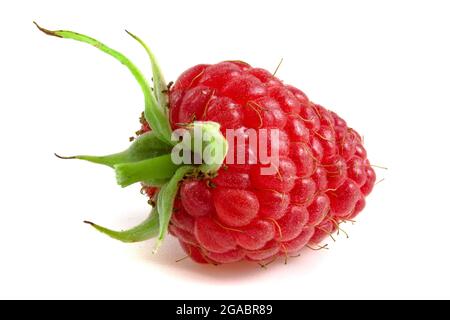 Frische reife Himbeeren mit einem Stiel aus der Nähe isoliert auf weißem Hintergrund Stockfoto