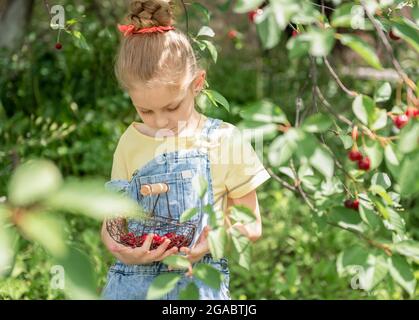 Nettes kleines Mädchen pflückt eine Kirsche aus einem Baum im Kirschgarten Stockfoto